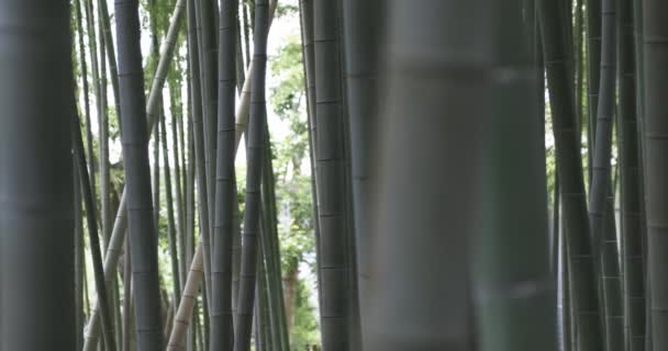 Зеленый Бамбуковый Лес Весной Солнечного Дня Высококачественные Кадры Итабаси Даймон — стоковое видео