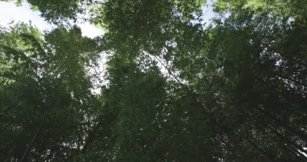 Egy Zöld Bambuszerdő Tavaszi Napsütésben Kiváló Minőségű Felvétel Itabashi Kerület — Stock videók