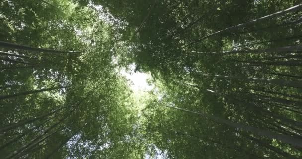 Een Groen Bamboe Bos Het Voorjaar Zonnige Dag Hoge Kwaliteit — Stockvideo