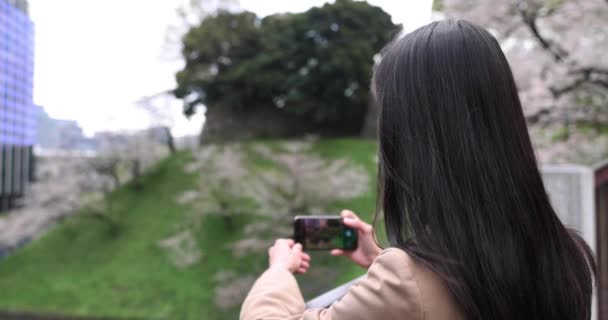 Ett Porträtt Japansk Kvinna Som Filmar Med Smartphone Bakom Körsbärsblomman — Stockvideo