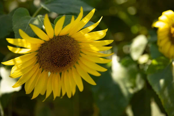 Sunflowers Farm Sunny Day Close High Quality Photo Kashiwa District — Stock Photo, Image