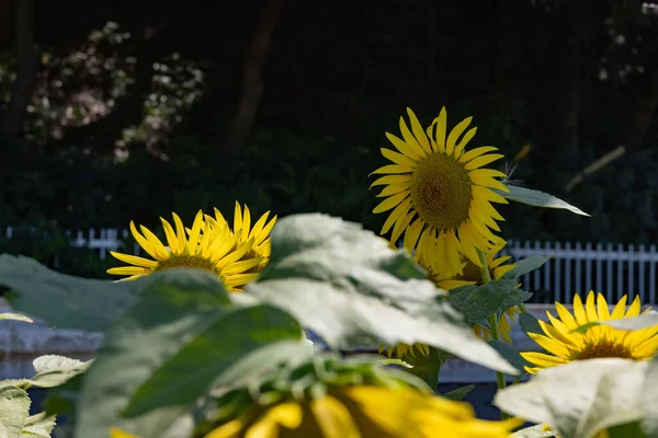 Sunflowers Farm Sunny Day High Quality Photo Kashiwa District Fuse — Stock Photo, Image