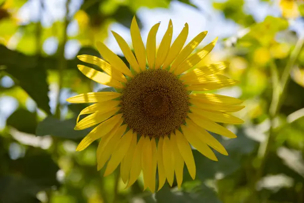 Sunflowers Farm Sunny Day Close High Quality Photo Kashiwa District — Stock Photo, Image