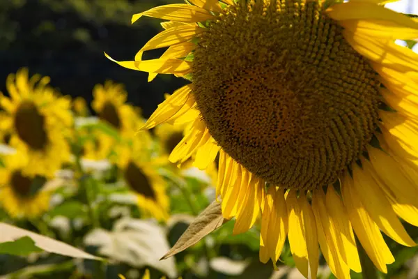 Sunflowers Farm Sunny Day Super Close High Quality Photo Kashiwa — Stock Photo, Image