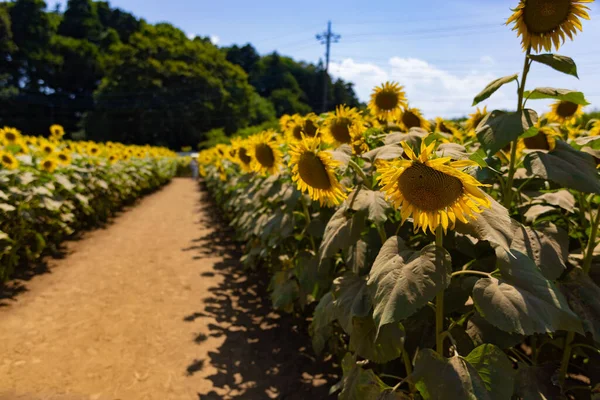 Slunečnice Farmě Blízkosti Zelených Stromů Slunečný Den Kvalitní Fotka Kashiwa — Stock fotografie