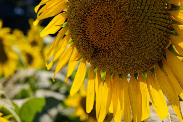 Sunflowers Bee Farm Sunny Day Close High Quality Photo Kashiwa — Stock Photo, Image