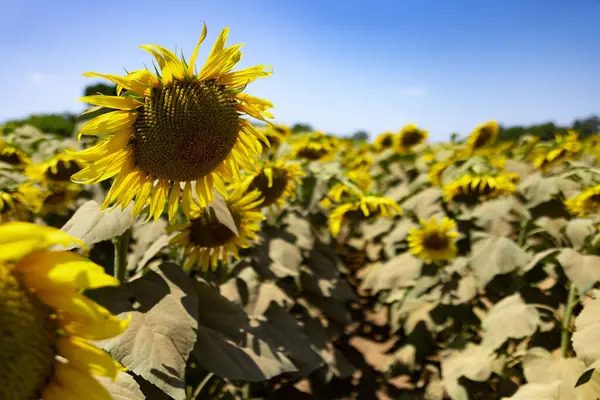 Sonnenblumen Auf Dem Bauernhof Sonnigen Tag Aus Nächster Nähe Hochwertiges — Stockfoto