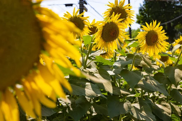 Słoneczniki Farmie Słoneczny Dzień Wysokiej Jakości Zdjęcie Dystrykt Kashiwa Bezpiecznik — Zdjęcie stockowe