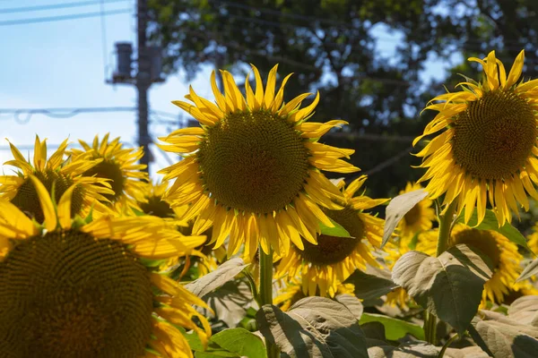 Sunflowers Farm Sunny Day High Quality Photo Kashiwa District Fuse — Stock Photo, Image
