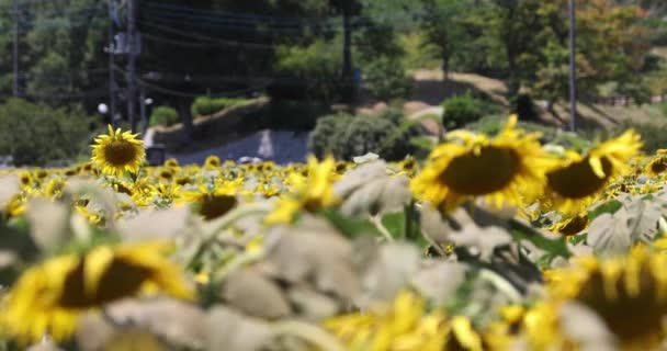 Slunečnicová Pole Parku Kashiwa Kvalitní Záběry Kashiwa District Fuse Chiba — Stock video
