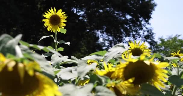Slunečnicová Pole Parku Kashiwa Kvalitní Záběry Kashiwa District Fuse Chiba — Stock video