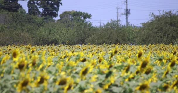 Sonnenblumenfelder Kashiwa Park Hochwertiges Filmmaterial Kashiwa Bezirk Fuse Chiba Japan — Stockvideo