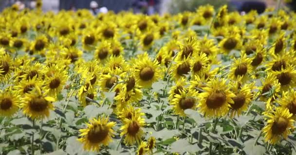 Соняшникові Поля Парку Кашіва Високоякісні Кадри Кашівський Район Fuse Chiba — стокове відео