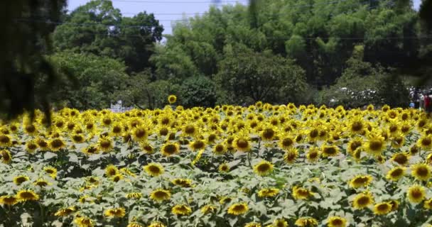 Sonnenblumenfelder Kashiwa Park Hochwertiges Filmmaterial Kashiwa Bezirk Fuse Chiba Japan — Stockvideo