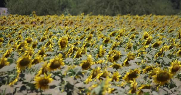 Sunflower Fields Kashiwa Park High Quality Footage Kashiwa District Fuse — Stock Video
