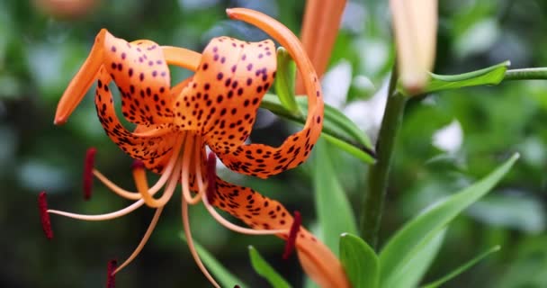 Tiger Lily Spotted Petals Green Background Forest Sunny Day High — Stock Video