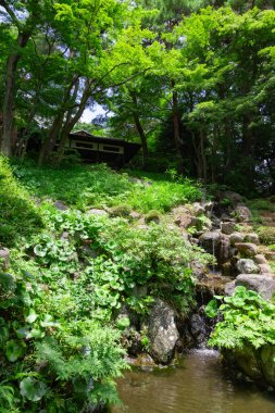 Yazın güneşli bir günde Tonogayato bahçesinde bir Japon bahçe göleti. Yüksek kalite fotoğraf. Kokubunji bölgesi Tokyo 07.04.2023