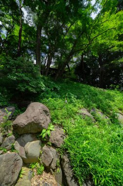 Yazın güneşli bir günde Tonogayato bahçesinde bir Japon bahçe göleti. Yüksek kalite fotoğraf. Kokubunji bölgesi Tokyo 07.04.2023