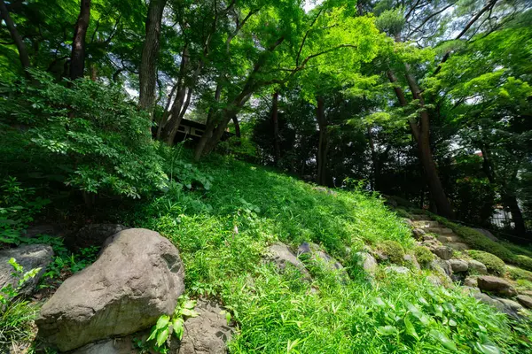 夏日阳光明媚的时候 洞加亚托花园的一个日本花园池塘 高质量的照片 日本东京Kokubunji区07 2023 — 图库照片