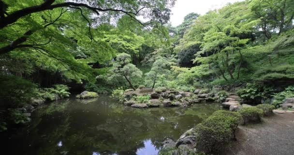 Japoński Ogród Staw Tonogayato Ogrodzie Kokubunji Tokio Wysokiej Jakości Materiał — Wideo stockowe