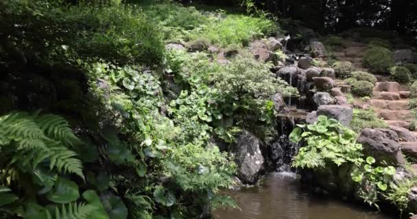 日本的一个花园池塘 位于东京谷本寺洞里的洞加亚托花园 高质量的4K镜头 日本东京Kokubunji区07 2023 — 图库视频影像