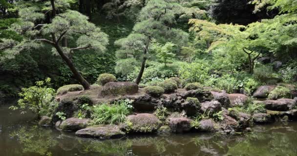 Japoński Ogród Staw Tonogayato Ogrodzie Kokubunji Tokio Wysokiej Jakości Materiał — Wideo stockowe