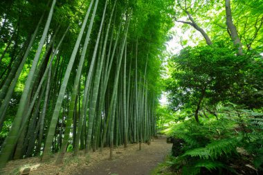 Kokubunji Tokyo 'daki Tonogayato parkında bambu patikası. Yüksek kalite fotoğraf. kokubunji bölgesi Tokyo 07.04.2023 Tokyo 'daki Japon bahçesi..