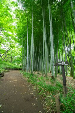 Kokubunji Tokyo 'daki Tonogayato parkında bambu patikası. Yüksek kalite fotoğraf. kokubunji bölgesi Tokyo 07.04.2023 Tokyo 'daki Japon bahçesi..