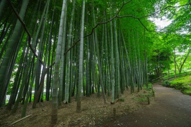 Kokubunji Tokyo 'daki Tonogayato parkında bambu patikası. Yüksek kalite fotoğraf. kokubunji bölgesi Tokyo 07.04.2023 Tokyo 'daki Japon bahçesi..