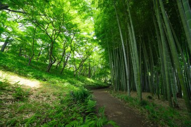 Kokubunji Tokyo 'daki Tonogayato parkında bambu patikası. Yüksek kalite fotoğraf. kokubunji bölgesi Tokyo 07.04.2023 Tokyo 'daki Japon bahçesi..