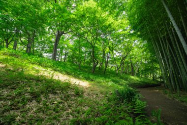 Kokubunji Tokyo 'daki Tonogayato parkında bambu patikası. Yüksek kalite fotoğraf. kokubunji bölgesi Tokyo 07.04.2023 Tokyo 'daki Japon bahçesi..