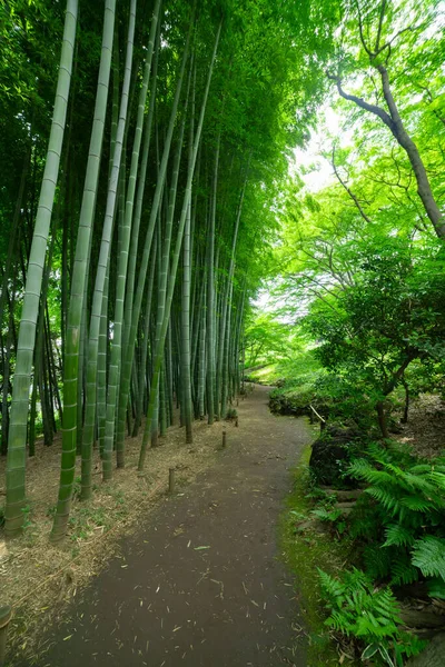Sentiero Bambù Parco Tonogayato Kokubunji Tokyo Foto Alta Qualità Distretto — Foto Stock