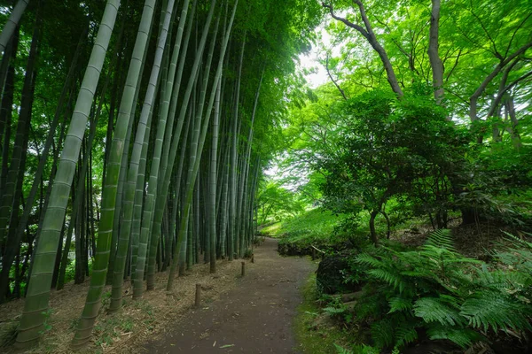 在东京果库本吉的东加亚托公园 一条竹径被射中了 高质量的照片 Kokubunji District Tokyo Japan 2023这是东京的日本花园 — 图库照片