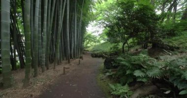 Kokubunji Tokyo 'daki Tonogaya parkında bir bambu patikası. Yüksek kalite 4K görüntü. kokubunji bölgesi Tokyo 07.04.2023 Tokyo 'daki Japon bahçesi..