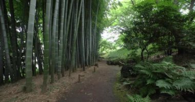 Kokubunji Tokyo 'daki Tonogaya parkında bir bambu patikası. Yüksek kalite 4K görüntü. kokubunji bölgesi Tokyo 07.04.2023 Tokyo 'daki Japon bahçesi..