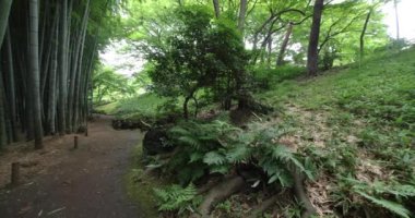 Kokubunji Tokyo 'daki Tonogaya parkında bir bambu patikası. Yüksek kalite 4K görüntü. kokubunji bölgesi Tokyo 07.04.2023 Tokyo 'daki Japon bahçesi..