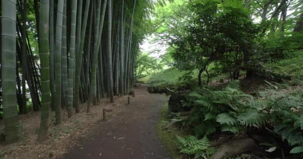 Sendero Bambú Parque Tonogaya Kokubunji Tokio Tiro Ancho Imágenes Alta — Vídeo de stock