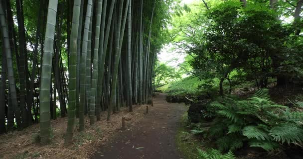 Sendero Bambú Parque Tonogaya Kokubunji Tokio Tiro Ancho Imágenes Alta — Vídeos de Stock