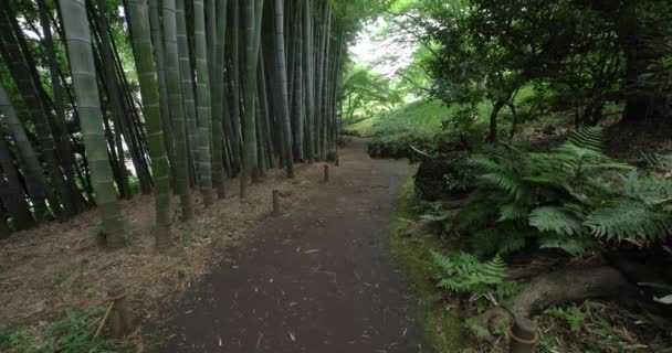 Бамбукова Стежка Парку Тоногайя Кокубунджі Токіо Високоякісні Кадри Кокубунджі Район — стокове відео