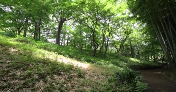 Egy Bambusz Ösvény Tonogaya Parkban Kokubunji Tokióban Kiváló Minőségű Felvétel — Stock videók