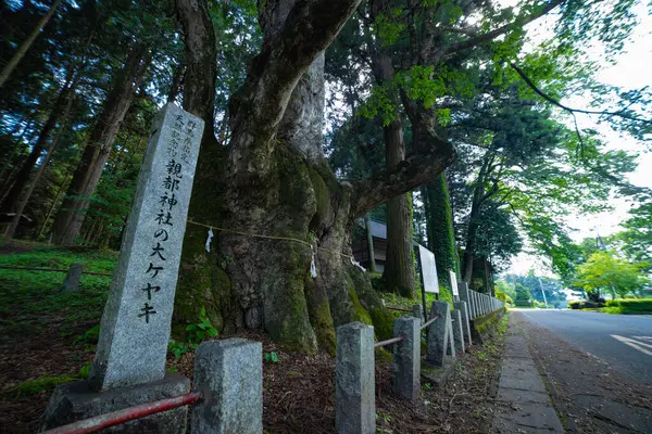 在乡间的神龛前 一棵日本齐科娃树 高质量的照片 在乡间神龛前的一棵日本泽尔科娃树 — 图库照片
