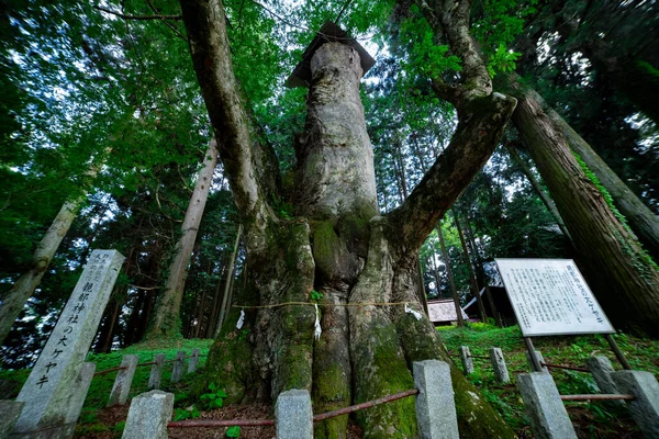 Japoñskie Drzewo Zelkova Przed Przybytkiem Wsi Wysokiej Jakości Zdjęcie Japońskie — Zdjęcie stockowe