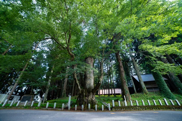 一棵日本泽尔科娃树在神龛前面的乡村宽射门 高质量的照片 日本中原市中原市阿加图玛区07 2023是贡马神龛前的一棵大树 — 图库照片