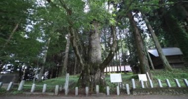 Nakanojo Gunma tapınağındaki Japon zelkova ağacı. Yüksek kalite 4K görüntü. Agatsuma Bölgesi Nakanojo Gunma Japonya 07.18.2023 Gunma Tapınağı önünde büyük bir ağaçtır..