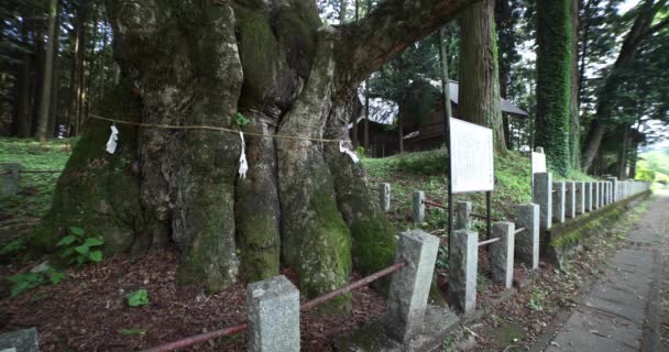 Японське Зелкове Дерево Храмі Наканоджо Гунма Високоякісні Кадри Агацума Району — стокове відео