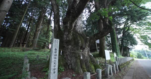中野城群馬の神社にある日本樹木 高品質の4K映像を公開しました アガツマ地区 中野城群馬ジャパン 0718 2023 群馬の神社の前にある大きな木 — ストック動画