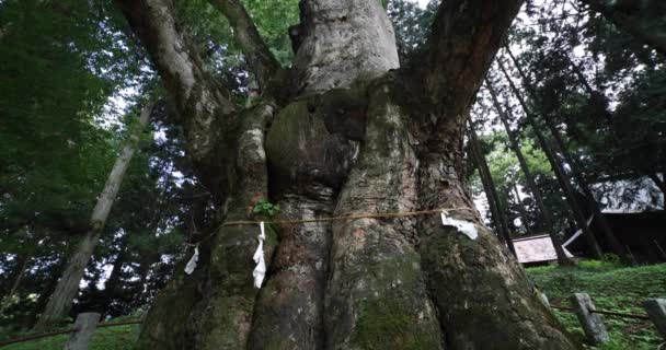 Zelkova Japonés Santuario Nakanojo Gunma Imágenes Alta Calidad Distrito Agatsuma — Vídeo de stock