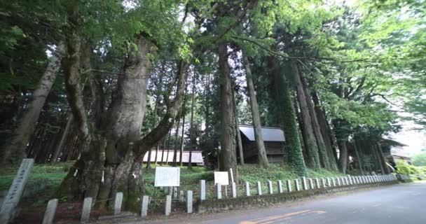Японське Зелкове Дерево Храмі Наканоджо Гунма Високоякісні Кадри Агацума Району — стокове відео