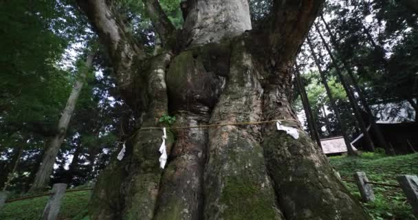 Zelkova Japonés Santuario Nakanojo Gunma Imágenes Alta Calidad Distrito Agatsuma — Vídeos de Stock