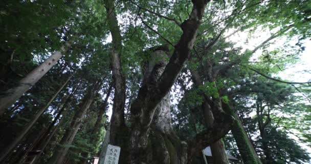 中原君寺的一棵日本泽尔科娃树 高质量的4K镜头 日本中原市中原市阿加图玛区07 2023是贡马神龛前的一棵大树 — 图库视频影像